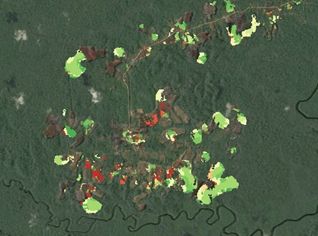 Les déforestations suivies par imageries satellites radar à l'ONF